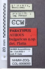 Etiketten zu Athous bulgaricus (NHMW-ZOO-COL-0009000)